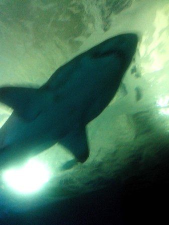 Acuario de Almuñécar